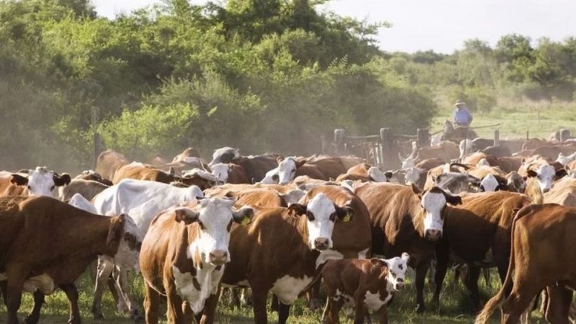 Emergencia ganadera: habilitan créditos de hasta $ 300.000 para pequeños productores