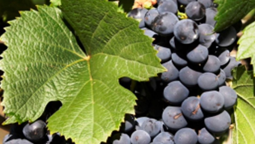 Apoyo de Coninagro al Plan Estratégico Vitivinícola 2030