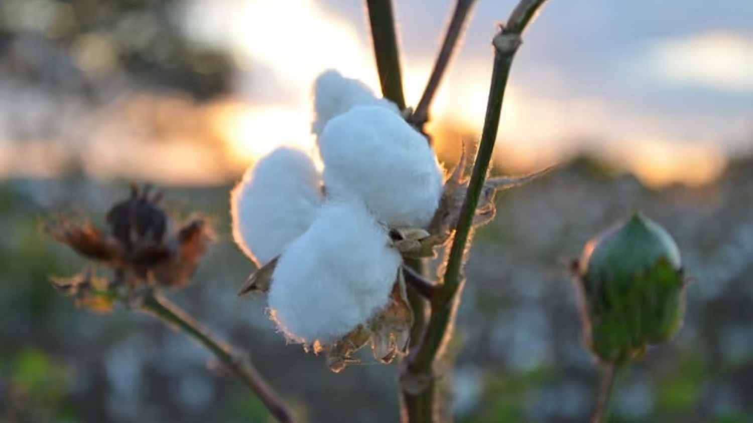 Semilla de algodón en la alimentación bovina: por qué gana espacio en los tambos y cuáles son los cuidados para su uso
