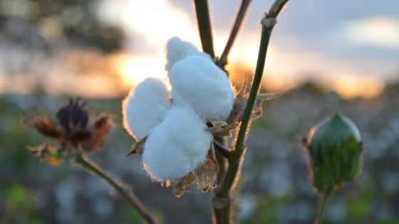 Semilla de algodón en la alimentación bovina: por qué gana espacio en los tambos y cuáles son los cuidados para su uso