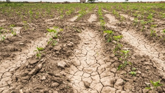 Jujuy: entrega de créditos a productores de Yungas afectados por sequía