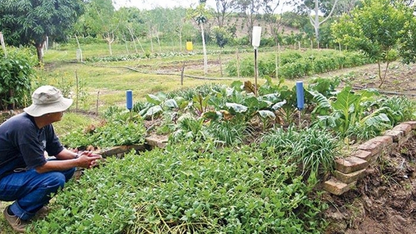 Cultivos biológicos y orgánicos en Bolivia