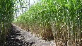 Cambio global: la producción de azúcar en la mira