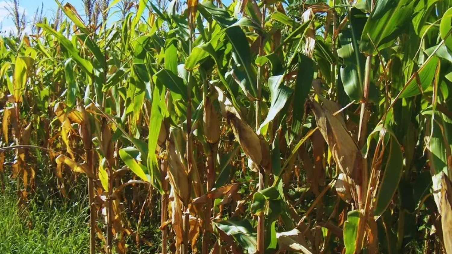 Alertan por daños en soja y maíz Bt y refuerzan pautas de manejo integrado de plagas