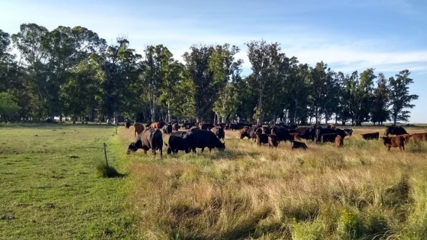 El campo argentino celebra la prórroga europea sobre productos libres de deforestación