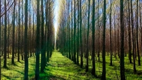 En Córdoba, los árboles suman hectáreas y beneficios