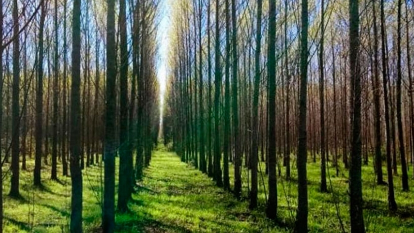 En Córdoba, los árboles suman hectáreas y beneficios