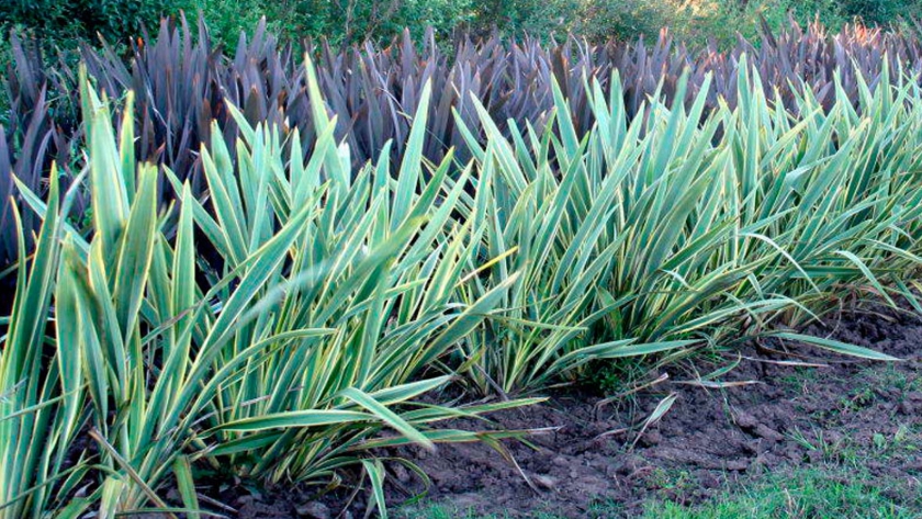 Venta de gramíneas, herbáceas y palmeras
