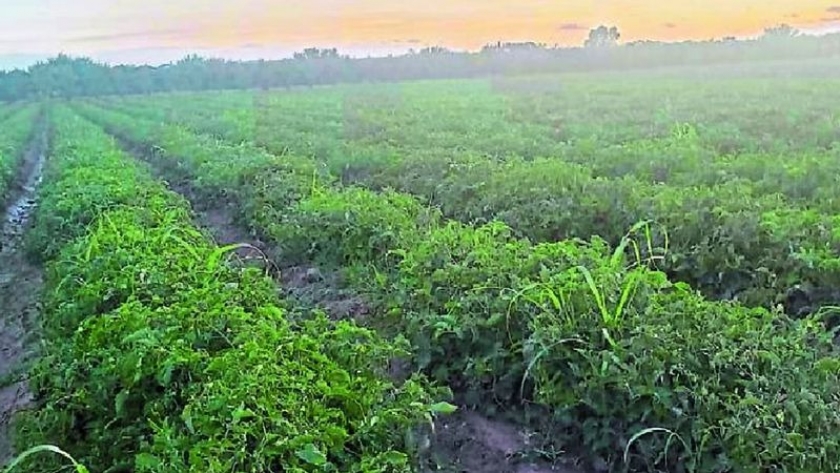 Tomate para industria: Valot y Ferreyra, socios en una cosecha récord