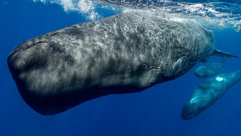 Los 10 animales con los sonidos más potentes: del fondo marino a las selvas tropicales