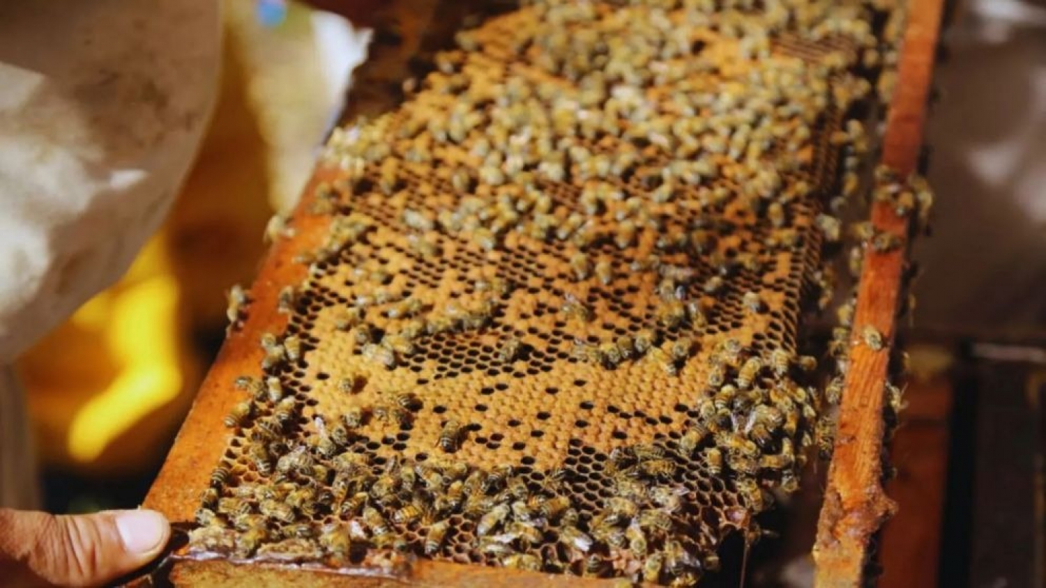 Colmenas inteligentes: desarrollan un sistema que monitorea a las abejas en tiempo real y promete mejorar la producción de miel