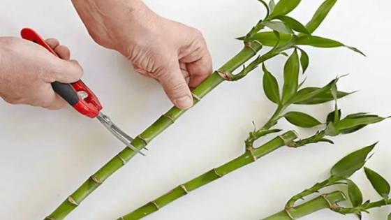 Cómo propagar el bambú de la suerte