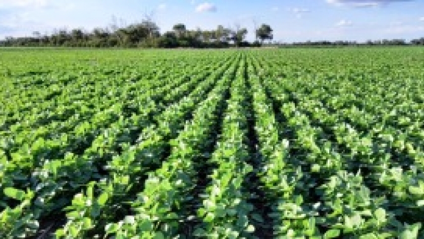Soja: Por la calidad de las semillas la implantación del cultivo fue deficiente