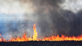 ¿Cómo impactaron en el ecosistema los incendios producidos en la isla santafesina de Los Mástiles?