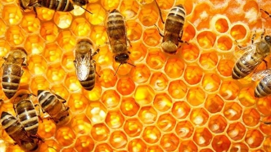 Más miel todo el año, la nueva campaña para la promoción de su consumo