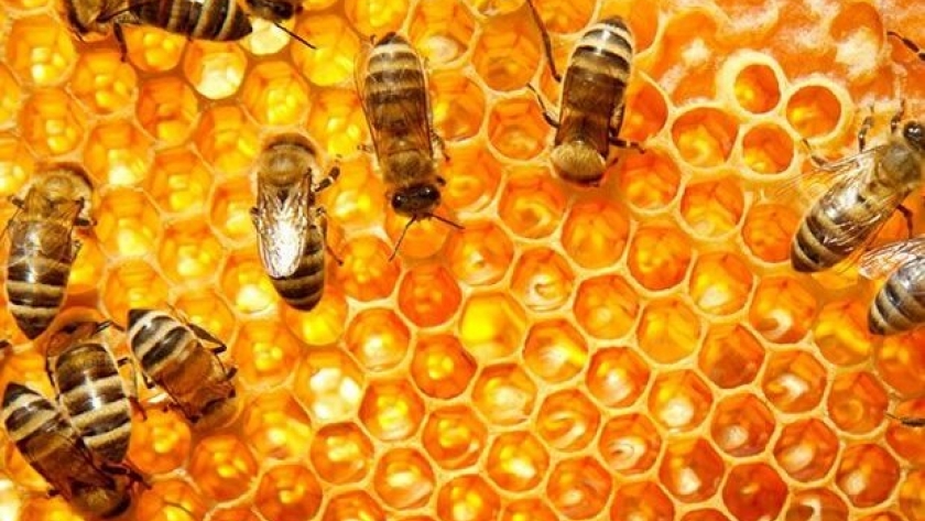 Más miel todo el año, la nueva campaña para la promoción de su consumo