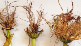 Científicos avanzan en regular el crecimiento de las raíces de las plantas 