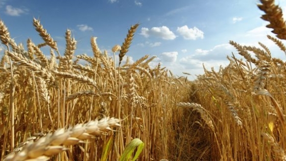 CRA pide eliminar retenciones en el trigo: “ahogan a productores”