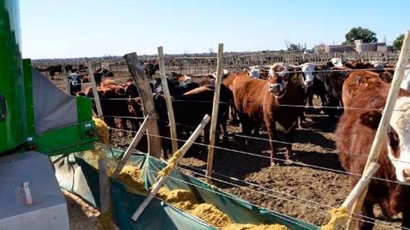 Nuevos vientos para la ganadería: Aníbal Pordomingo advierte que habrá que eliminar algunos antibióticos y dejar de versear con la captura de carbono