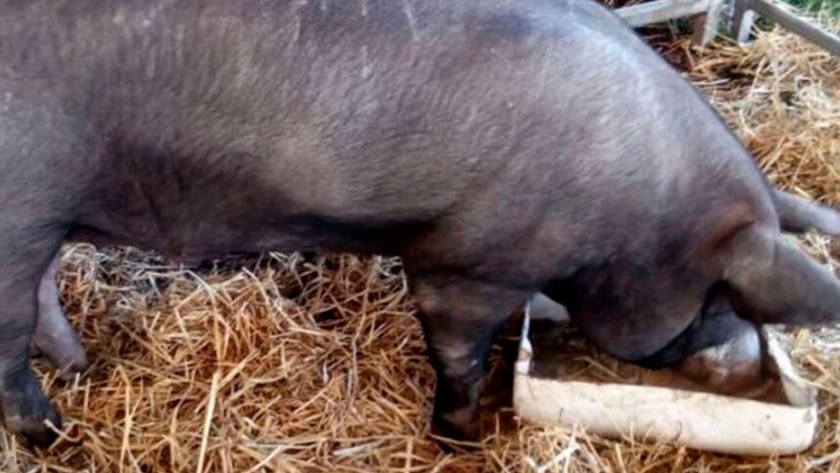 Carne de cerdo: el aumento del precio del capón alivia al pequeño productor