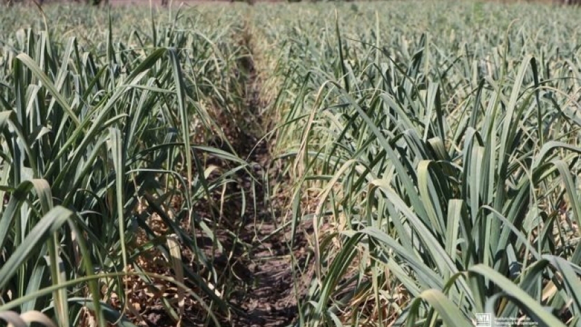 Ajo, una alternativa productiva en el Valle de Lerma