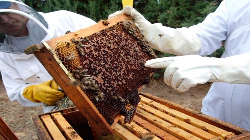 ¿Cómo se preparan las abejas para el invierno?