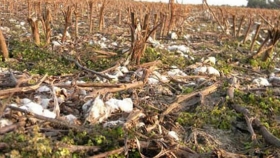 Con resultados superiores a los esperados, producción finalizó el proceso de destrucción de rastrojos