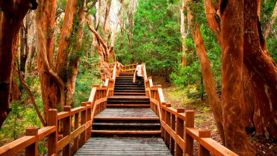 Bosque de Arrayanes: un paisaje que inspira cuentos | Agroempresario.com