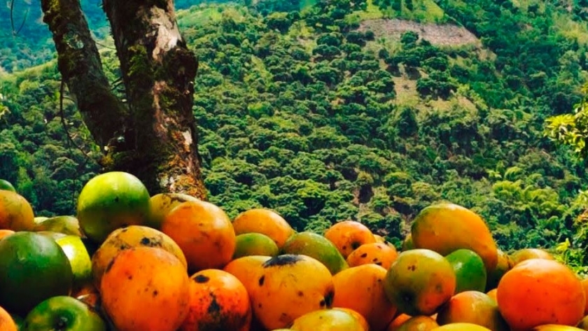 El mango aumentó su comercialización en Argentina en los últimos 5 años