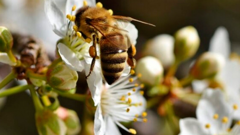 El número de especies de abejas disminuye un 25%