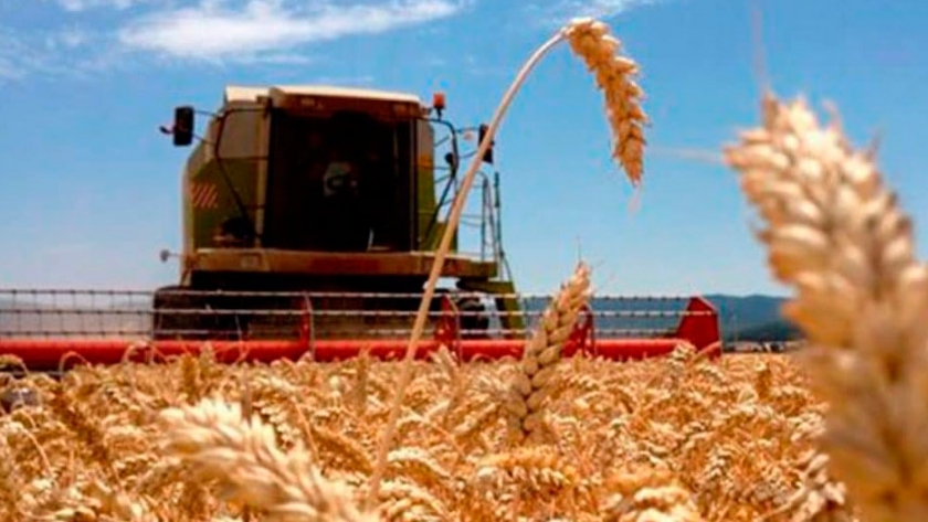 Se registra atraso en la compra de trigo para industrializar por parte del sector molinero