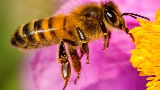 <El Reino Unido dejará de usar un pesticida dañino para las abejas