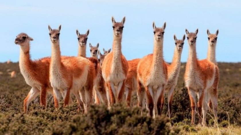 Captura y esquila de vicuñas en Antofagasta de la Sierra