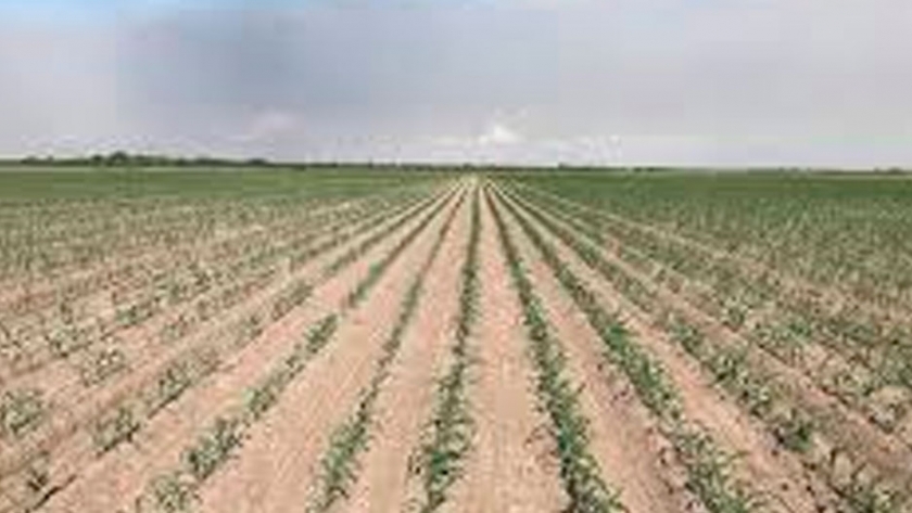 Rotaciones para el arroz: evaluación de maíces tardíos en surcos elevados