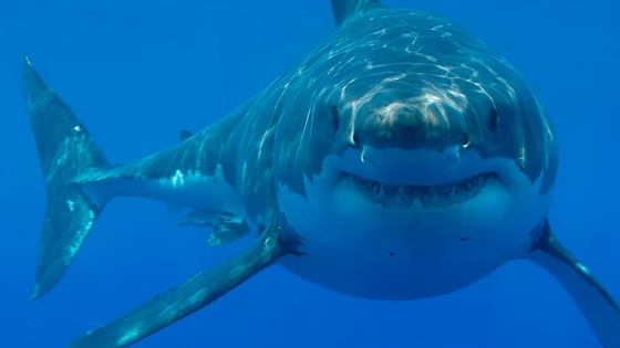 White Shark Café: el oasis secreto que atrae a los tiburones blancos en medio del Pacífico