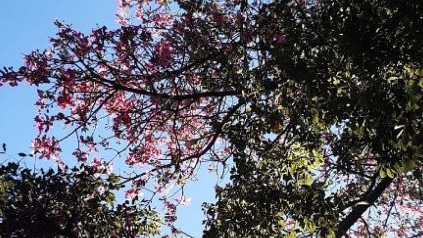 Paraná contará con una aplicación para geolocalizar cada árbol de la ciudad
