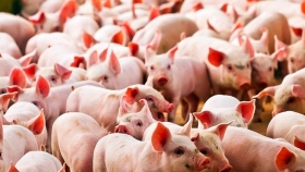 Edición génica: lograron inactivar genes que rechazan los órganos del cerdo en humanos