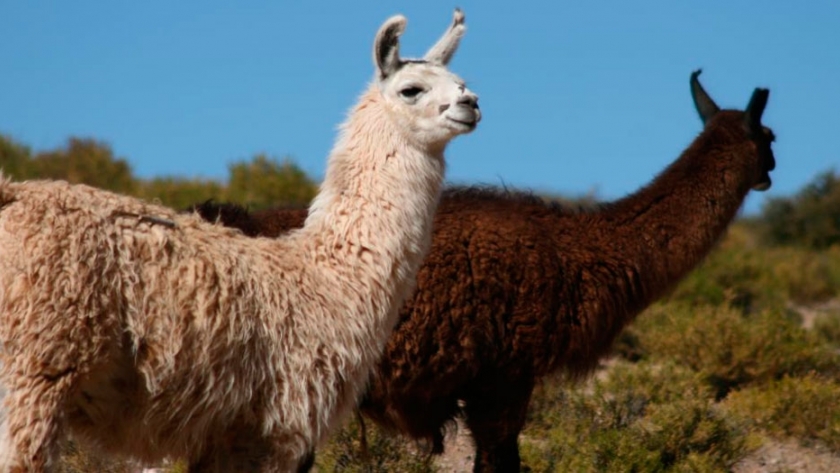 Fibras de Llama: innovación, desarrollo y valor