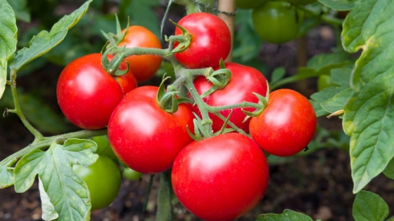 Escasez de tomate dispara precios: hasta $7000/kg