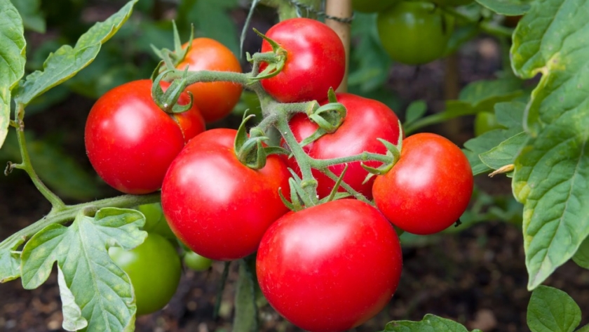 Escasez de tomate dispara precios: hasta $7000/kg