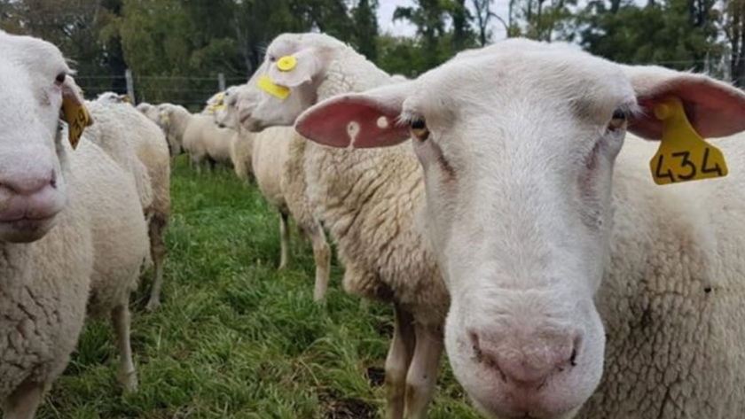 El hato ovino y caprino suma más de dos millones de cabezas en el territorio nacional
