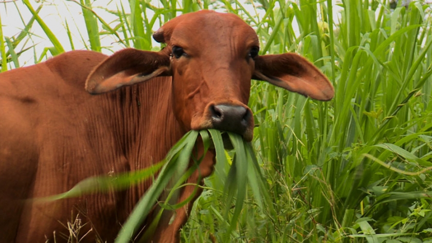 ¿Comer menos carne para evitar una crisis ambiental? Esto dice la ciencia