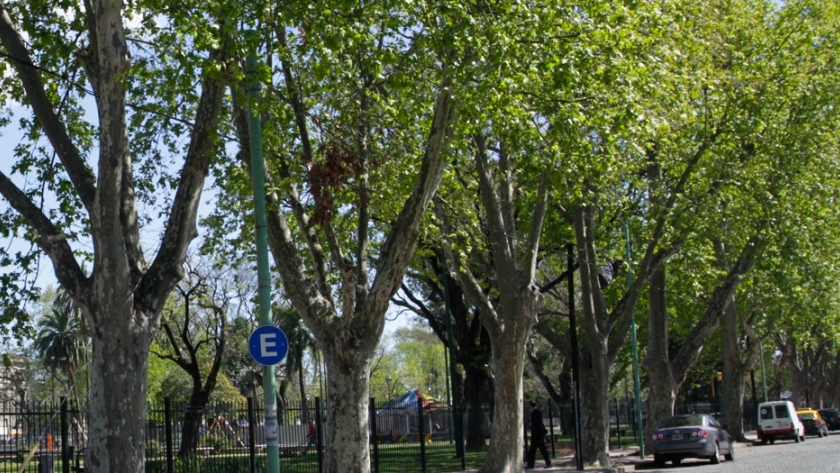Los árboles aptos para Buenos Aires