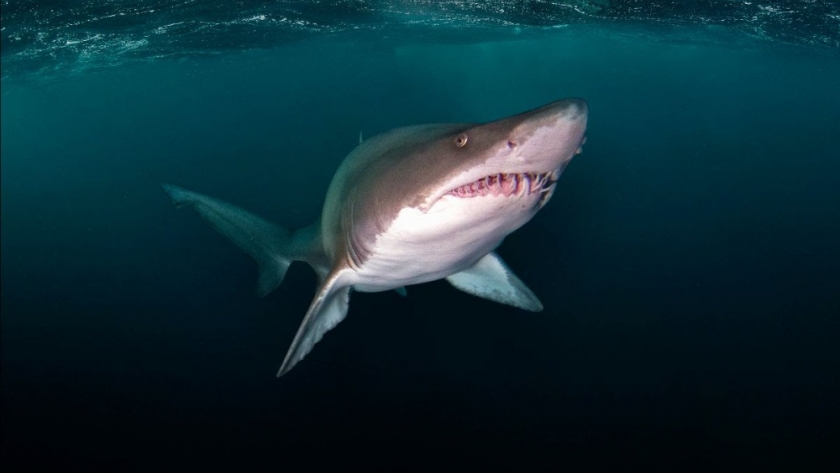 Río Negro aprobó una nueva ley de pesca deportiva para proteger tiburones