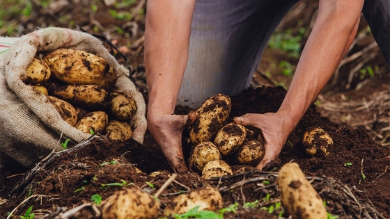 Productores de papa enfrentan pérdidas millonarias y temen por la continuidad del cultivo