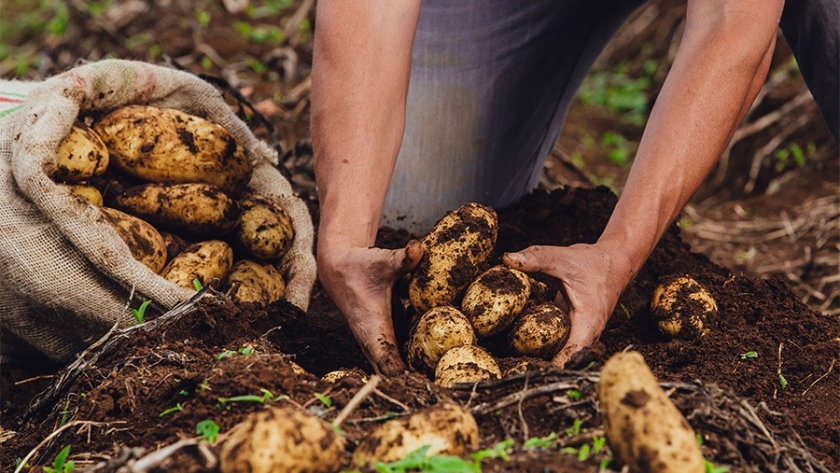 Productores de papa enfrentan pérdidas millonarias y temen por la continuidad del cultivo