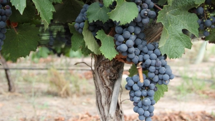 Vitivinicultura: investigación y transferencia tecnológica
