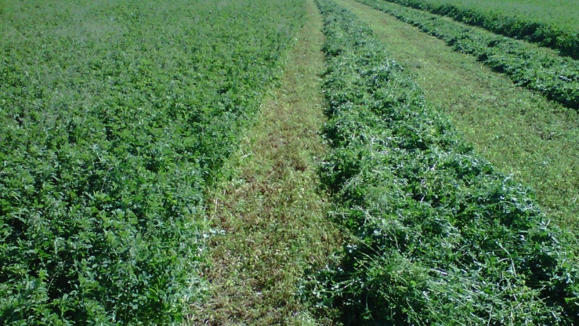 Los desafíos que se plantean al cultivo de alfalfa