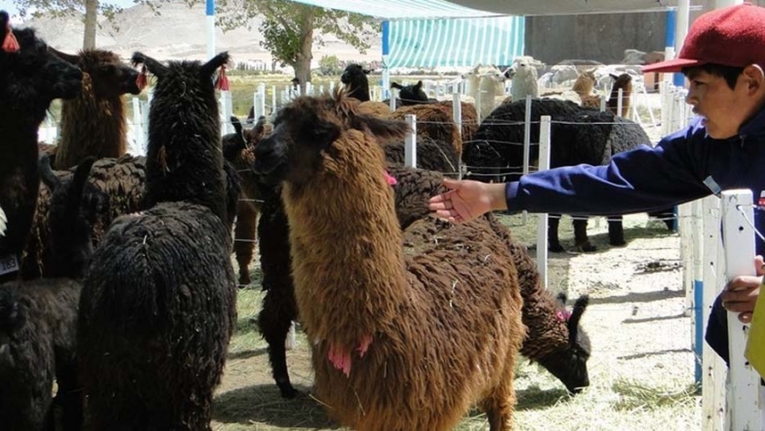 Dio inicio la Feria Ganadera y Artesanal de la Puna en Antofagasta de la Sierra