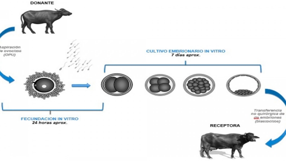 <Búfalos: con la fertilización in vitro se mejorará la genética